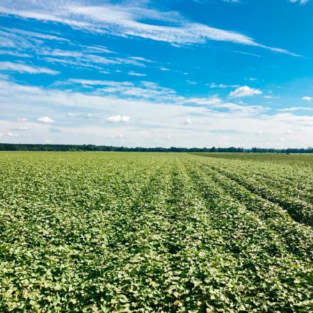 Sweet-Potato-Field