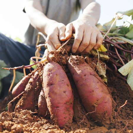 man harvesting sweet potatoes