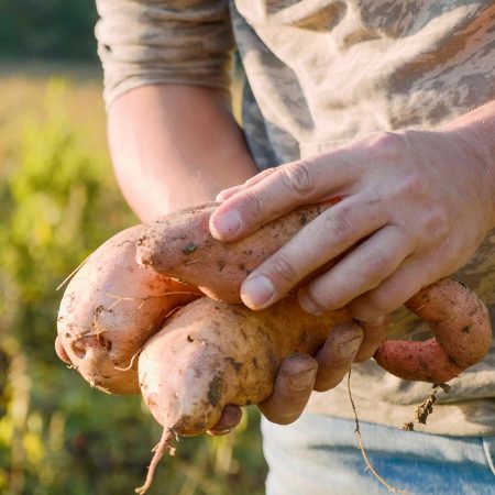 Farmer holding fresh crop of sweet potato in hands, cleaning it and inspecting a quality, close-up. Real working process at the field of farm.